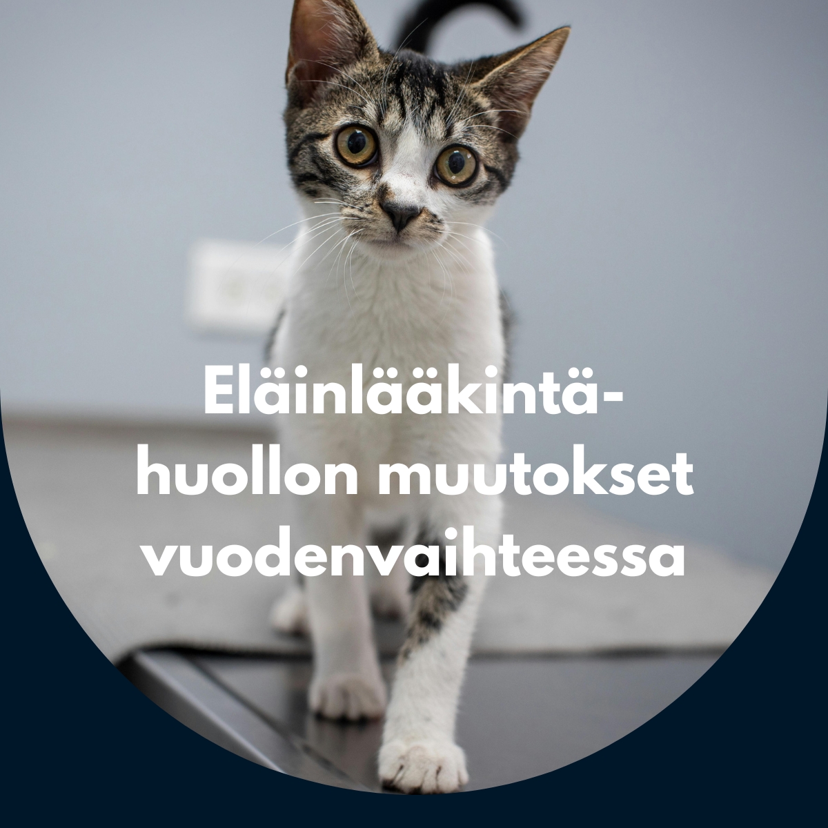 Eläinlääkintähuollon muutokset vuodenvaihteessa